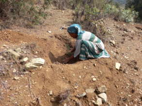 Planting a seedling