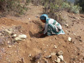 Planting a seedling