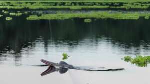 A rare pink river dolphin surfaces