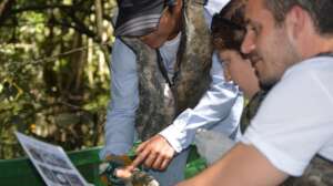 Volunteers identify a fish before releasing it