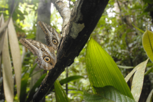 butterflies rest on a tree in the rainforest