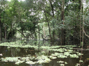 flooded rainforest