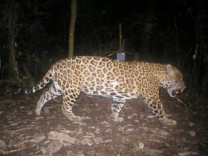 a leopard is captured on a camera trap