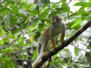 a primate in the rainforest