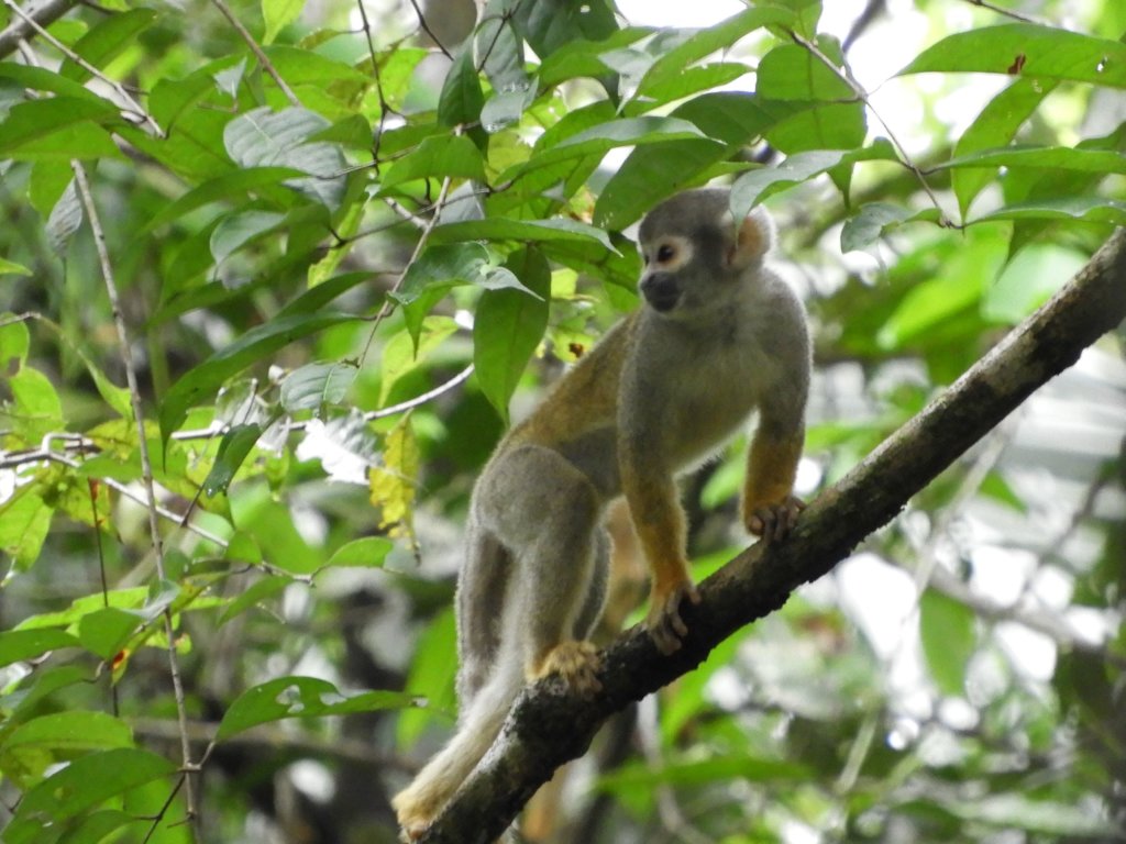 Climate Change Along the Amazon River