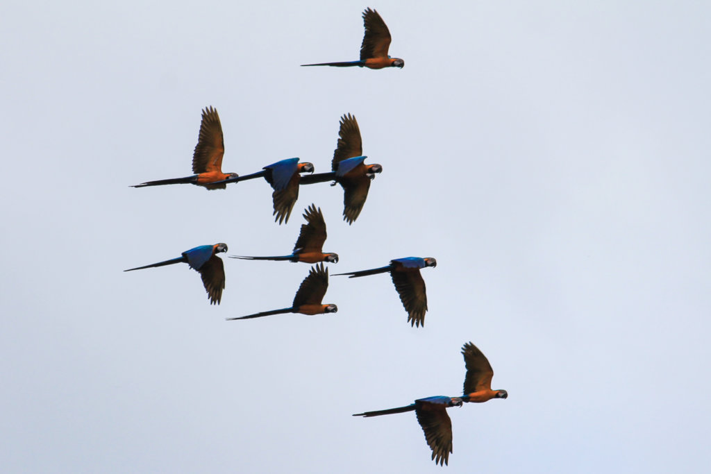 Climate Change Along the Amazon River