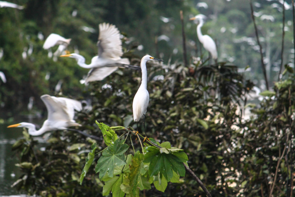 Climate Change Along the Amazon River