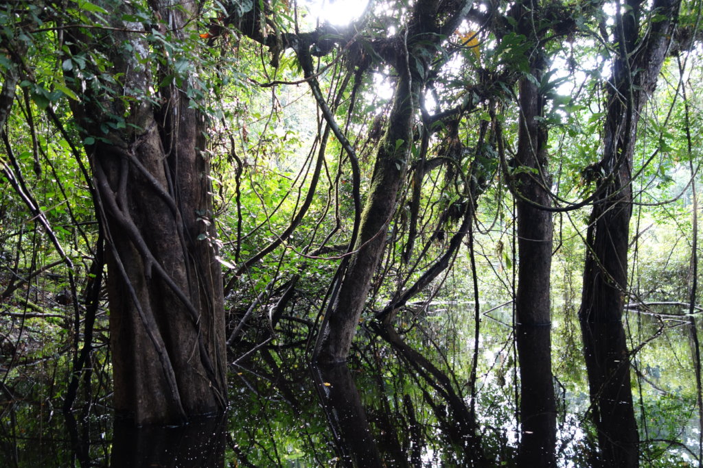 Climate Change Along the Amazon River