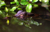 Climate Change Along the Amazon River