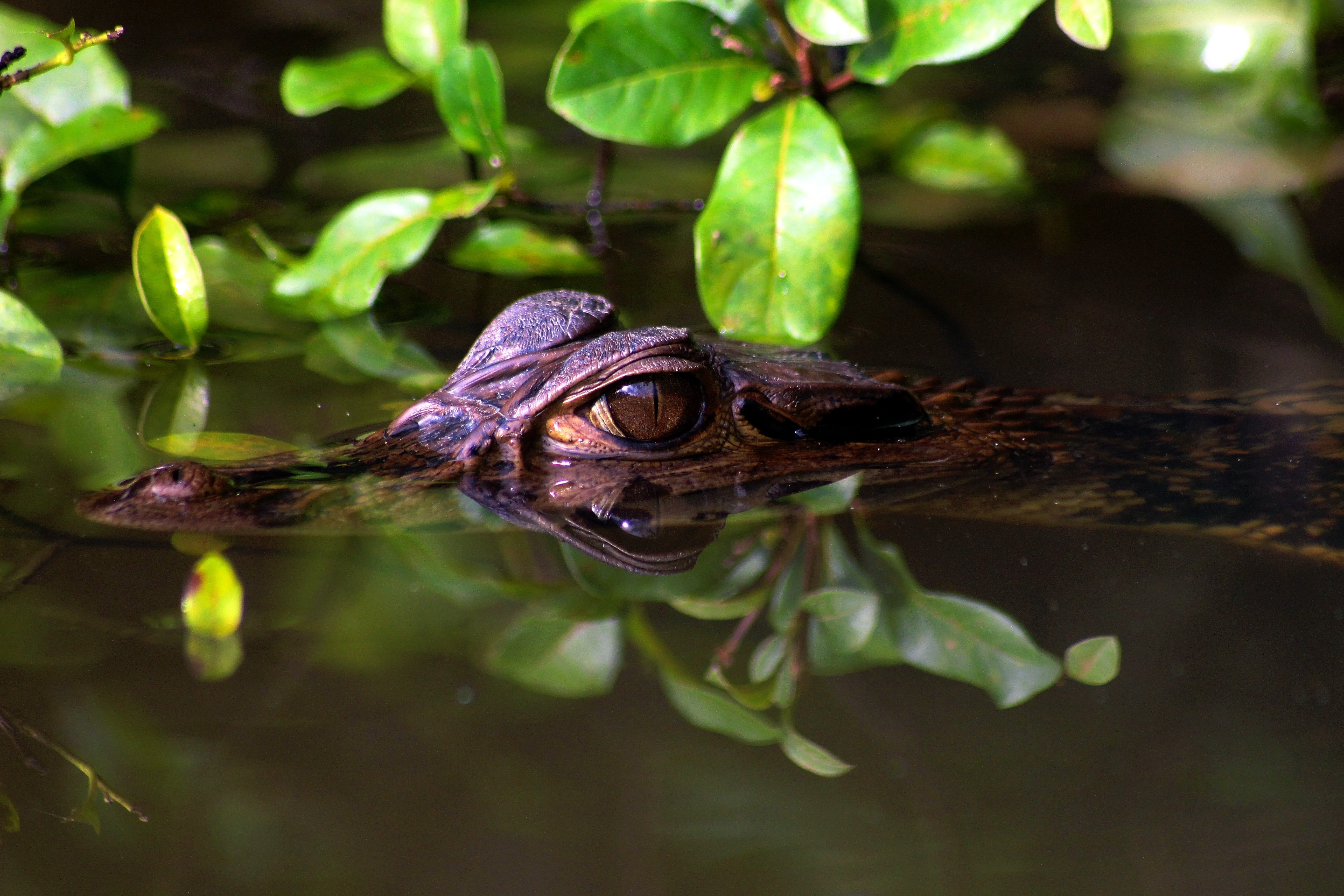 Climate Change Along the Amazon River