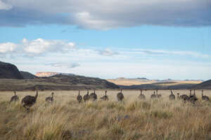 A new life in the Patagonain Steppe!