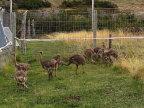 17 new baby rheas arrived from Quiman Reserve