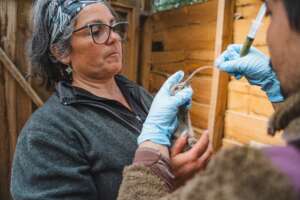 Providing chicks with green shake supplementation