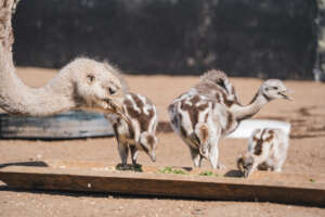 A nutrient-rich diet is vital for growing strong