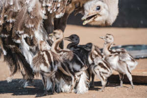 Alas taking care of his baby rhea chicks