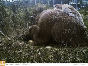 Male rhea with eggs