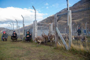 Releasing the Rhea Chicks: Embracing Freedom!