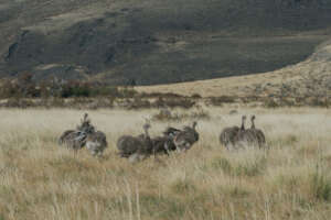Wild rehas in Patagonia Park by Marcelo Mascareno