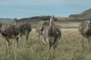Released Rheas by Marcelo Mascareno