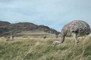 Darwin's rhea (Rhea pennata) by Marcelo Mascareno