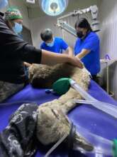 Medical treatment for injured rhea