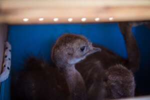 "Charito" or young rhea