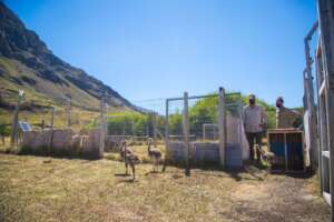 Rheas arriving to the center