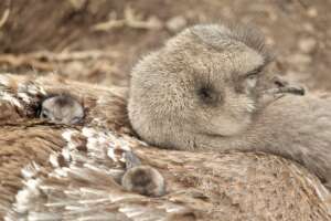 Baby chicks sheltering