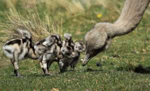 Adult rhea with chicks / by Marcelo Mascareno