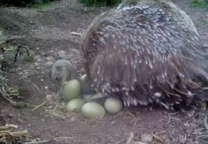 Male rhea embedding - Picture from Camera Trap