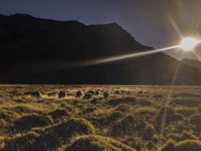 Juvenile rheas in the wild / by Marcelo Mascareno