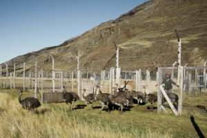 Rhea release / Photo by Marcelo Mascareno