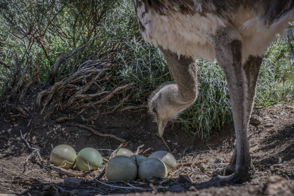Help recover Rheas population in Chilean Patagonia