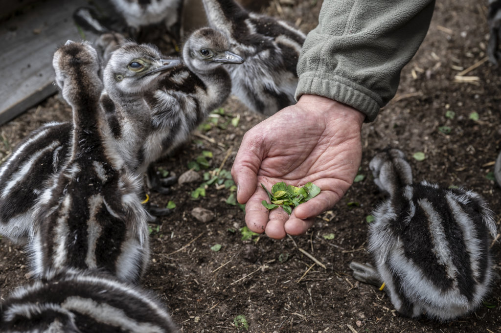 Help recover Rheas population in Chilean Patagonia