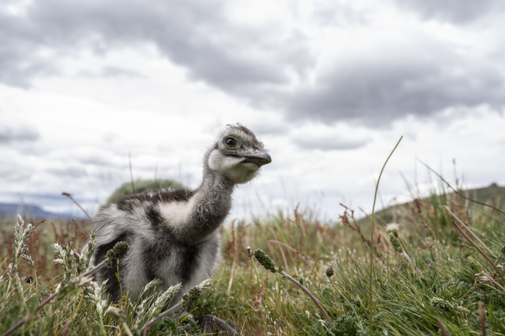 Help recover Rheas population in Chilean Patagonia