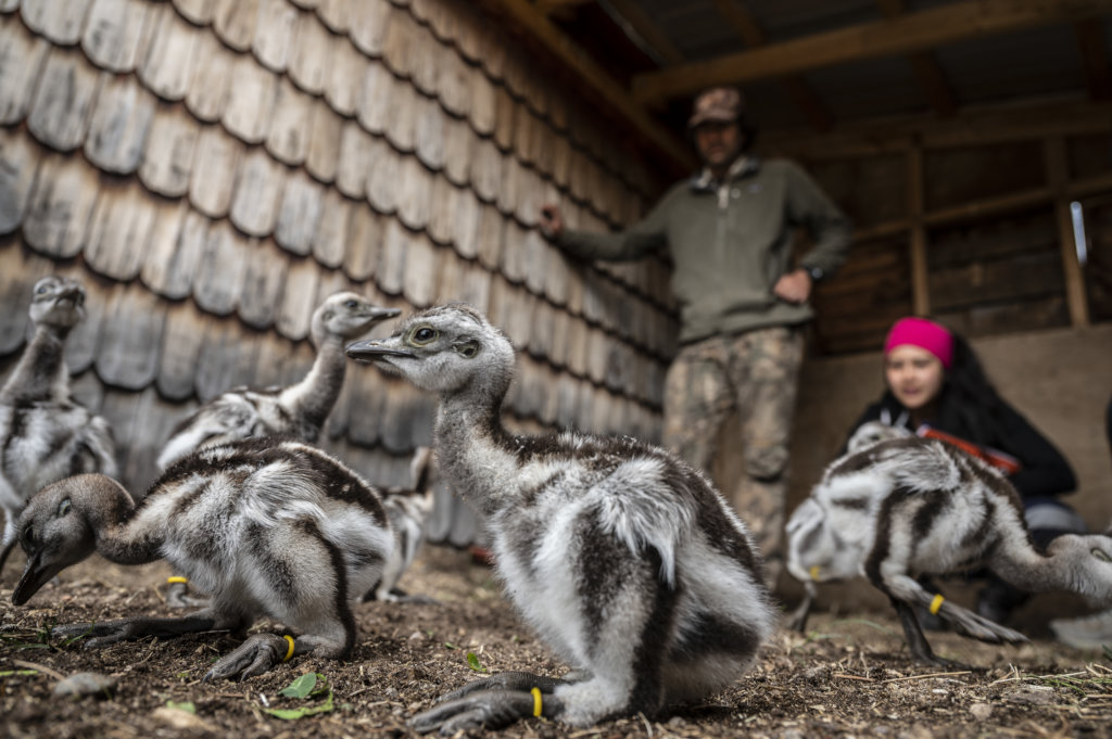 Help recover Rheas population in Chilean Patagonia