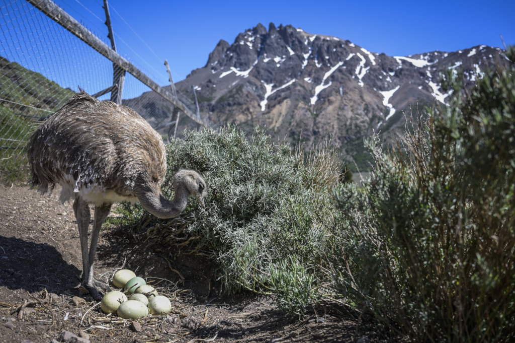 Help recover Rheas population in Chilean Patagonia