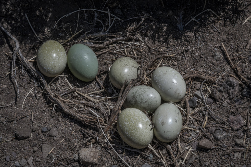 Help recover Rheas population in Chilean Patagonia