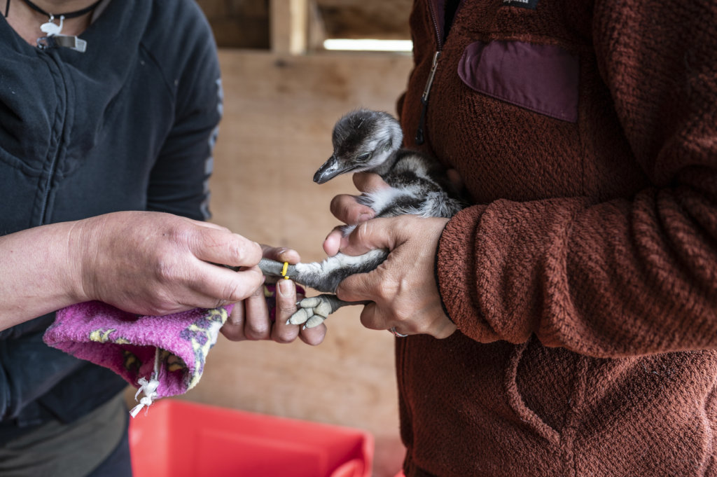 Help recover Rheas population in Chilean Patagonia