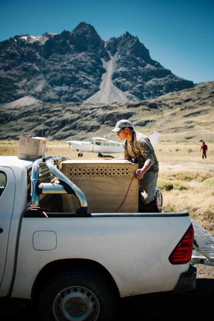 Help recover Rheas population in Chilean Patagonia