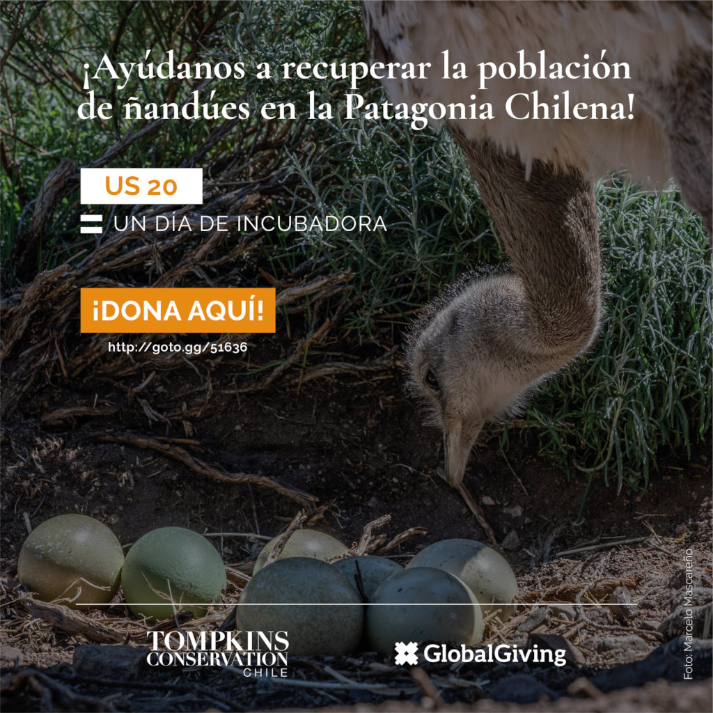 Help recover Rheas population in Chilean Patagonia