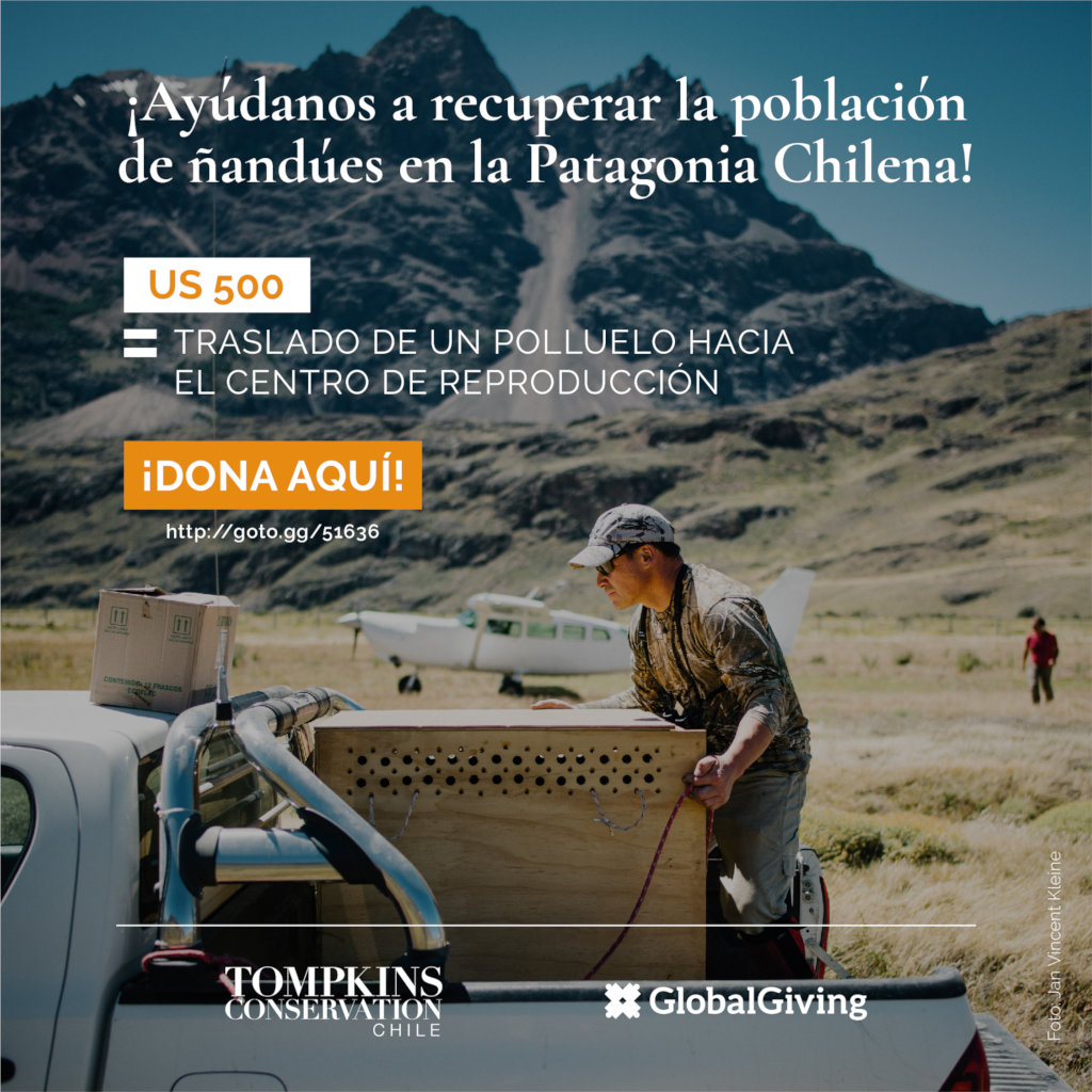 Help recover Rheas population in Chilean Patagonia