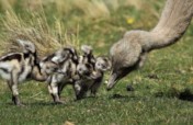 Help recover Rheas population in Chilean Patagonia