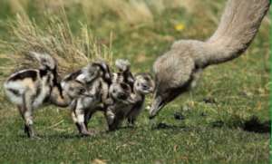 Help recover Rheas population in Chilean Patagonia