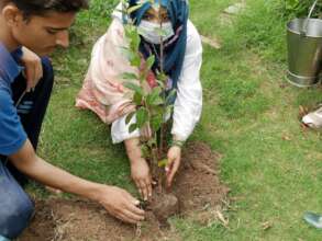 Planting new fruit trees