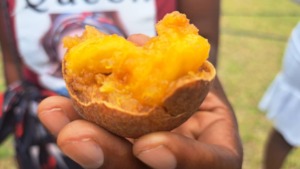 Masuku fruit with juicy, tangy, nutritious flesh