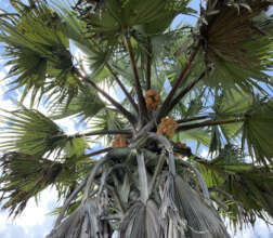 Borassus palm diversifies diets in Zambia
