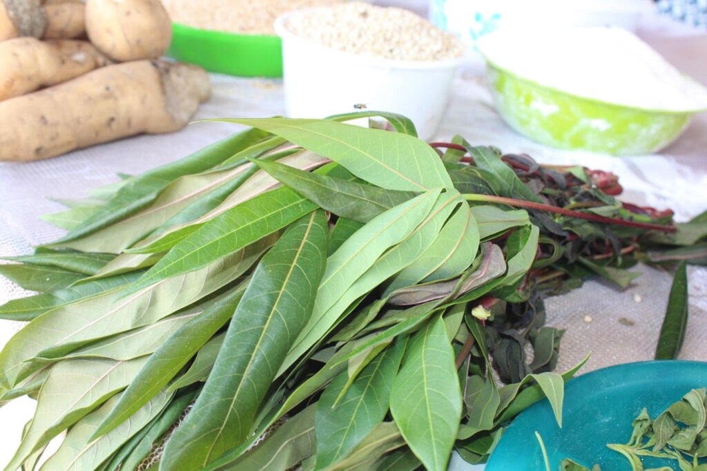 Cassava leaves