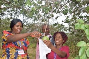 Women farmers collect a fruit with ready seed