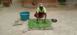 Drying wild greens